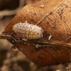 Agabiformius lentus (250ml bakje) isopods / pissebedden, Overige soorten