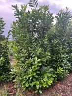 Prunus lauroceracus 'Novita', Ophalen, Halfschaduw, Overige soorten, Lente