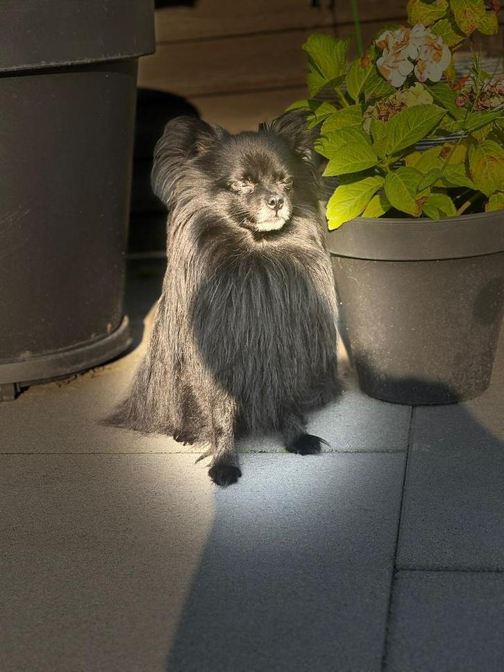 Dekreu pomriaan, Dieren en Toebehoren, Honden | Dekreuen, Reu, Particulier, Eén hond, Nederland, 3 tot 5 jaar, CDV (hondenziekte)