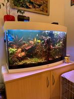 Juwel Vision 180 aquarium + kast + CO₂-set + vissen, Ophalen, Gevuld zoetwateraquarium