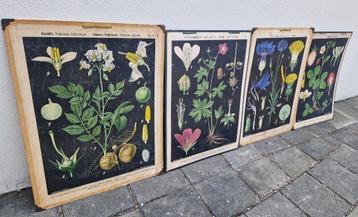Échte originele oude Schoolplaten Schoolkaarten Landkaarten beschikbaar voor biedingen