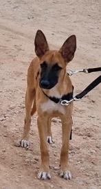 Knappe gasten zoeken baasje, pups 4 mnd, stichting sphoek, Dieren en Toebehoren, Honden | Niet-rashonden, Particulier, 15 weken tot 1 jaar