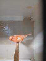 Kanarie pop., Dieren en Toebehoren, Vogels | Kanaries, Vrouwelijk, Kleurkanarie