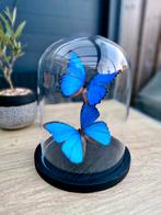 Opgezette vlinders,  Morpho didius,  stolp, 1 speler, Ophalen of Verzenden, Zo goed als nieuw, Vanaf 3 jaar