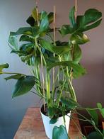 Grote plant monstera, Huis en Inrichting, Kamerplanten, Ophalen, Overige soorten