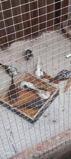 Bonte diamant duifjes, Dieren en Toebehoren, Vogels | Duiven, Meerdere dieren, Overige soorten