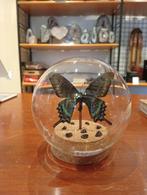 Prachtige vlinder in stolp hoogte 10 cm, Huis en Inrichting, G, G, Ophalen of Verzenden, Zo goed als nieuw