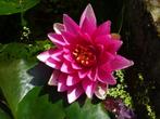 Roze rode waterlelie, Ophalen of Verzenden