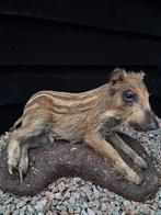 Opgezet zwijntje frisling NIEUW, Verzamelen, Dierenverzamelingen, Ophalen of Verzenden, Nieuw, Wild dier, Opgezet dier