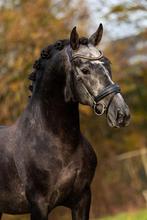 Prachtige betrouwbare pre te koop, Dieren en Toebehoren, Paarden, Ruin, B