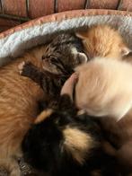 Lieve boerderij kittens beschikbaar, Dieren en Toebehoren, Katten en Kittens | Overige Katten, Geslacht onbekend, Kortharig, 0 tot 2 jaar
