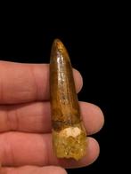 Grote gewortelde spinosaurus aegyptiacus tand., Verzamelen, Mineralen en Fossielen, Ophalen of Verzenden, Fossiel