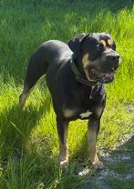 Boerboel x Bull mastiff Dekreu ( niet te koop ), Rabiës (hondsdolheid), Reu, Eén hond, 3 tot 5 jaar