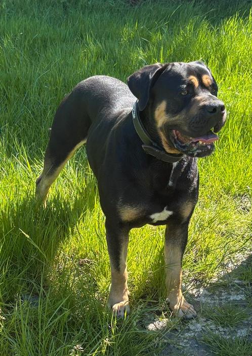 Boerboel x Bull mastiff Dekreu ( niet te koop ), Dieren en Toebehoren, Honden | Dekreuen, Reu, Particulier, Eén hond, Nederland