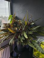 Calathea Rufibarba, Huis en Inrichting, Kamerplanten, Ophalen, Overige soorten, Halfschaduw, In pot