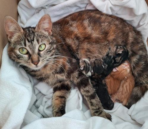 Mooie lieve jonge poesjes, Dieren en Toebehoren, Katten en Kittens | Overige Katten, Kortharig, Meerdere dieren, 0 tot 2 jaar