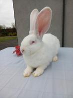 Duitse reus ram, Dieren en Toebehoren, Mannelijk, Groot, 0 tot 2 jaar