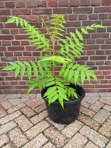 🌴 FLUWEELBOOM AZIJNBOOM RHUS TYPHINA BOOM STRUIK PLANT POT beschikbaar voor biedingen