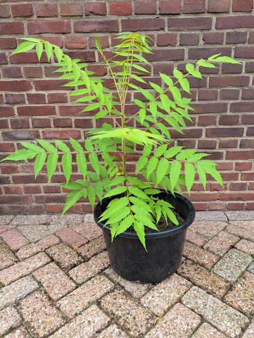 🌴 FLUWEELBOOM AZIJNBOOM RHUS TYPHINA BOOM STRUIK PLANT POT, Tuin en Terras, Planten | Bomen, Overige soorten, Volle zon, Ophalen