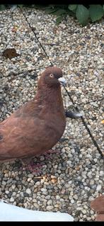 Te koop Afghaanse duiven, Meerdere dieren, Overige soorten