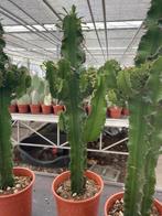 Cactus Euphorbia Ingens mooi vertakt totaal circa 75-80 cm., Cactus, Minder dan 100 cm, Ophalen of Verzenden, Halfschaduw