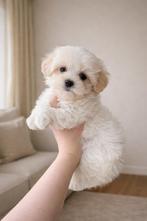 Exclusieve Maltipoo F1 pup ( Maltezer / Asian Toy Poedel ), Dieren en Toebehoren, Honden | Chihuahua's en Gezelschapshonden, Particulier