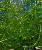 Guppy gras Najas Guadalupensis aquarium plant, Ophalen of Verzenden, Zo goed als nieuw, Plant(en), Steen of Hout