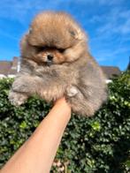 Mini pomeriaan/pomeranian teefje pup, orange sable, Dieren en Toebehoren, Honden | Poolhonden, Keeshonden en Oertypen, Keeshond