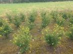 Ilex crenata 'green hedge' Japanse hulst., Tuin en Terras, Planten | Struiken en Hagen, Ophalen, Hulst