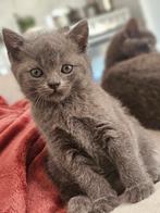 Britschekorthaar kitten 3 maanden oud(poesje), Dieren en Toebehoren, Katten en Kittens | Dekkaters, 0 tot 2 jaar