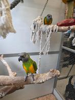 Mooi koppel bonte boeren, Meerdere dieren, Parkiet, Geringd