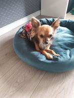 Chihuahua teefje 4 jaar, Dieren en Toebehoren, Rabiës (hondsdolheid), Overige rassen, Teef, Eén hond