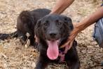 Waar mag deze leuke pup Ziggy komen wonen?, Dieren en Toebehoren, Honden | Niet-rashonden, Particulier, Rabiës (hondsdolheid)