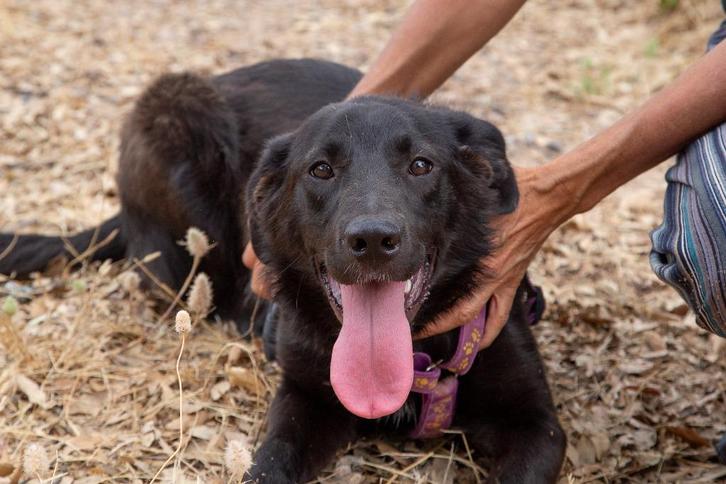 Waar mag deze leuke pup Ziggy komen wonen?, Dieren en Toebehoren, Honden | Niet-rashonden, Middel, Teef, Particulier, Eén hond
