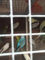 Diverse grasparkieten, Dieren en Toebehoren, Meerdere dieren, Parkiet