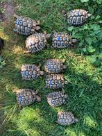 10 Testudo Hermanni Boetgerie van 2018 aangeboden, Dieren en Toebehoren, Reptielen en Amfibieën, Schildpad