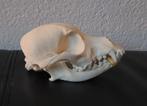 Schedel van een klein hondje - Taxidermie Dog Skull - Skelet, Ophalen of Verzenden, Hond of Kat, Schedel