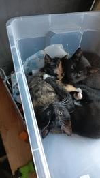 2 kittens zwart en zwart wit