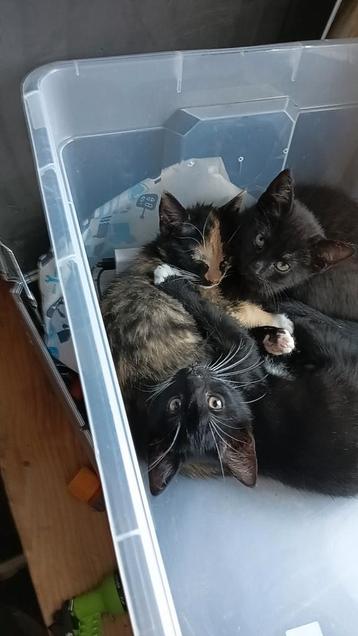 2 kittens zwart en zwart wit beschikbaar voor biedingen
