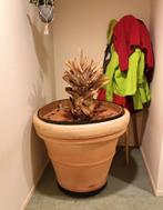 Grote terracotta plantenpot, Tuin en Terras, Bloempotten, Binnen, Rond, Gebruikt, 40 cm of meer