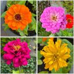 Zaden zinnia mix - nu 2e zakje GRATIS!, Ophalen of Verzenden, Voorjaar, Volle zon, Zaad