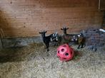 2 mooie dwerggeiten, Dieren en Toebehoren, Schapen, Geiten en Varkens, Vrouwelijk, Geit, 0 tot 2 jaar