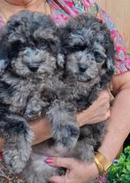 Mini merle labradoodle/poedel/doodle van 34 cm hoog, Dieren en Toebehoren, Honden | Chihuahua's en Gezelschapshonden, Overige rassen