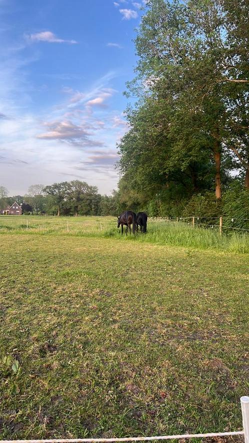 1 stal vrij op DOE HET ZELF stal, Dieren en Toebehoren, Stalling en Weidegang