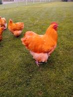Orpington, Dieren en Toebehoren, Vrouwelijk, Kip