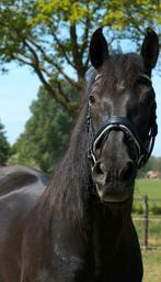 2 verzorg paarden aangeboden, Dieren en Toebehoren, Ophalen of Verzenden, Overige soorten