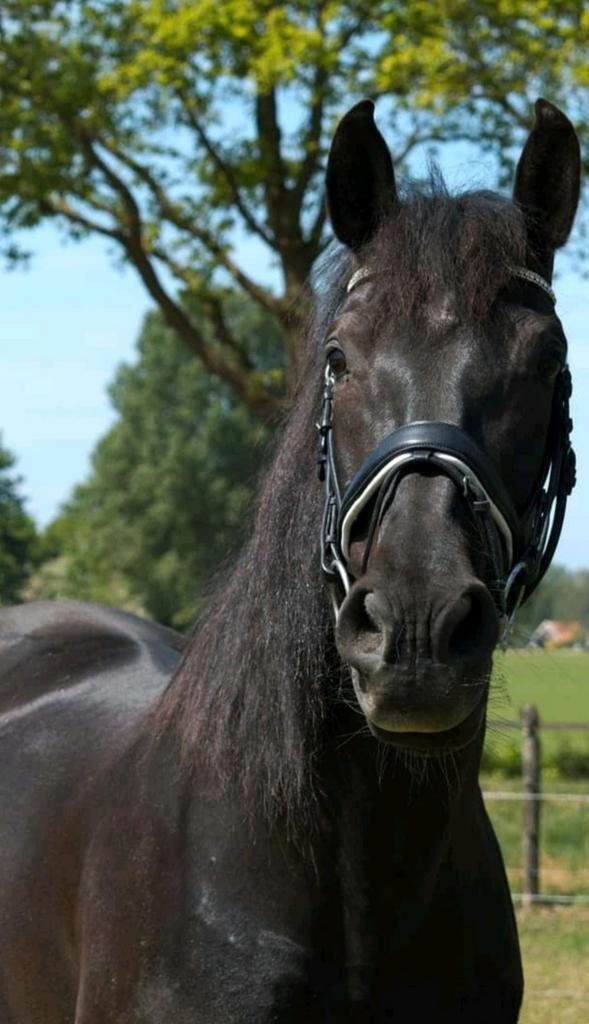 2 verzorg paarden aangeboden, Dieren en Toebehoren, Paarden en Pony's | Overige Paardenspullen, Overige soorten, Ophalen of Verzenden