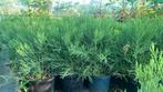 De Sequoiadendron giganteum 'Mammoetboom' 50/70 t/m 100/125, Tuin en Terras, Planten | Bomen, Ophalen, Bloeit niet, Halfschaduw