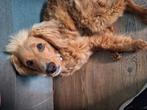 Cobberdoodle zoekt een nieuw thuis, Dieren en Toebehoren, Honden | Niet-rashonden, 15 weken tot 1 jaar, Teef, Eén hond, Klein