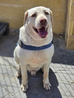ACE: Angelo is sociaal met andere honden, Dieren en Toebehoren, 6 jaar of ouder, Particulier, Rabiës (hondsdolheid), Reu
